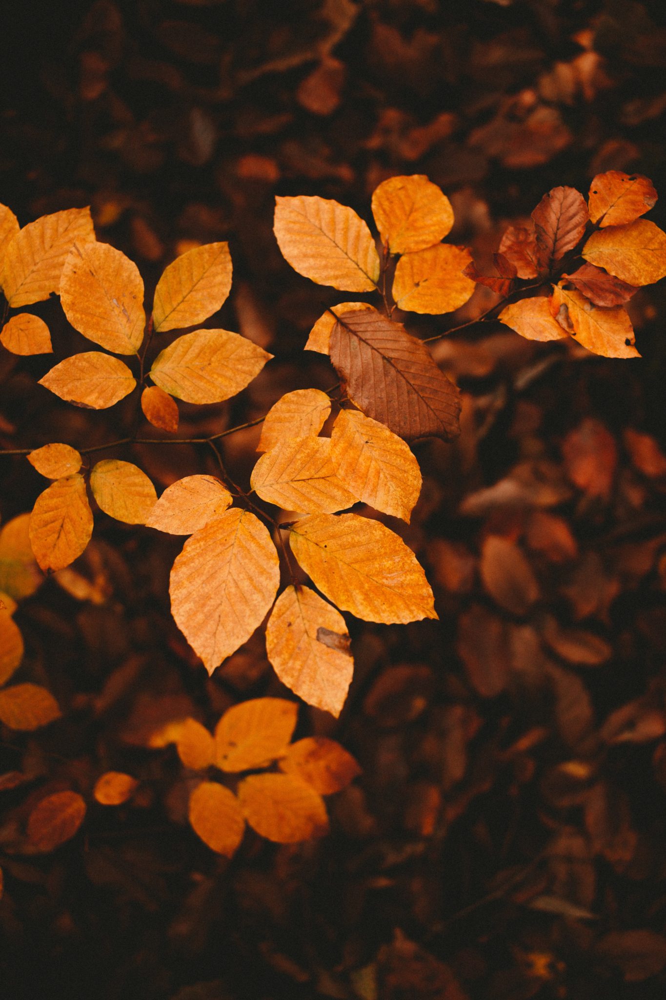 What drives you 31 inspirational quotes for october transitions and 