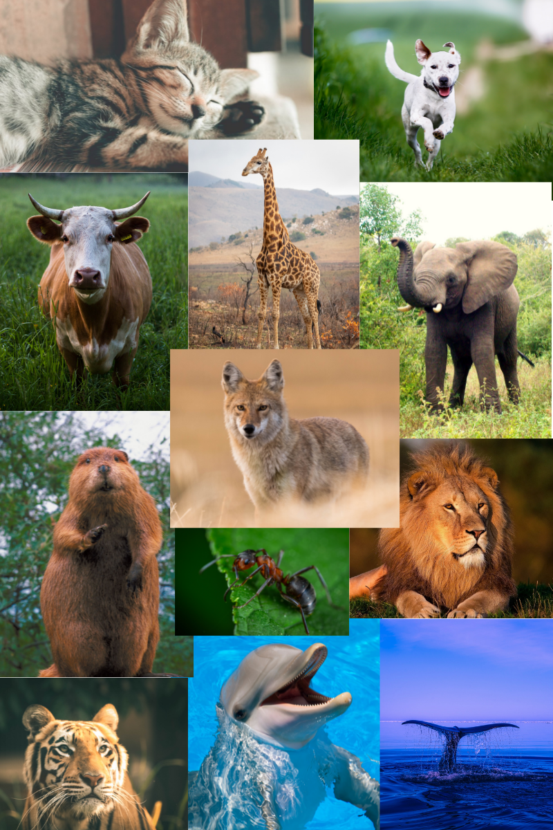 12 Good Habits We Can Easily Learn From Animals Transitions and