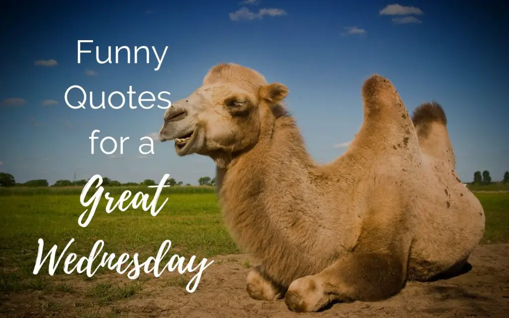 75 Funny Quotes For A Great Wednesday - Transitions And Beginnings